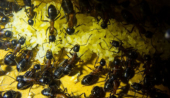 Camponotus ligniperda sehr viele neue Eier