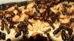 Camponotus ligniperda Puppen