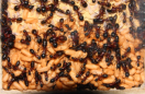 Camponotus ligniperda Nestkammer