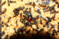 Camponotus ligniperda Altkönigin