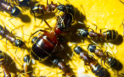 Camponotus ligniperda Altkönigin im Nes