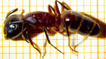 Camponotus ligniperda Arbeiterin