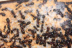Camponotus ligniperda Brut