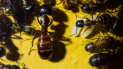 Camponotus ligniperda Brut