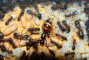 Camponotus ligniperda Eier legende Königin