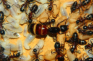 Camponotus ligniperda Eier legende Königin