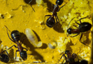 Camponotus ligniperda Eigelege