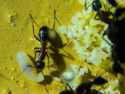 Camponotus ligniperda Eigelege
