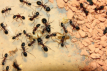 Camponotus ligniperda Fütterung