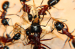 Camponotus ligniperda Fütterung mit Heimchen
