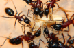 Camponotus ligniperda Fütterung mit Heimchen