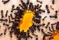 Camponotus ligniperda Honigfütterung
