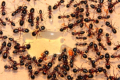 Camponotus ligniperda Honigfütterung