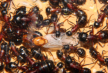 Camponotus ligniperda Königin geschlüpft
