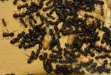 Camponotus ligniperda Königinpuppen
