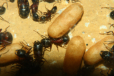 Camponotus ligniperda Königinpuppen
