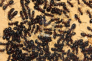 Camponotus ligniperda Larvenaufzucht