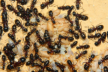 Camponotus ligniperda Larvenverpuppung