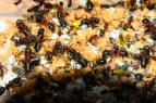 Camponotus ligniperda Müll