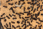 Camponotus ligniperda Müllkammer