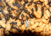 Camponotus ligniperda Männchen