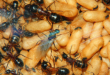 Camponotus ligniperda Männchen