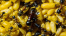 Camponotus ligniperda Nachwuchs