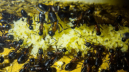 Camponotus ligniperda Nachwuchsaufzucht