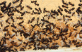 Camponotus ligniperda Nestkammereinblick