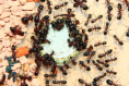 Camponotus ligniperda Zuckerwasserfütterung