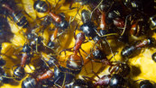Camponotus ligniperda der Winter kündigt sich an
