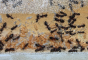 Camponotus ligniperda eine Nestkammer