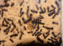 Camponotus ligniperda erste Arbeiterin
