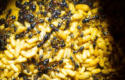 Camponotus ligniperda erste Arbeiterinnen geschlüpft
