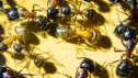 Camponotus ligniperda erste Arbeiterinnen geschlüpft