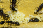 Camponotus ligniperda erste Larven