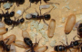 Camponotus ligniperda erste Puppen