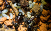 Camponotus ligniperda futtern fremde Ameisenpuppen