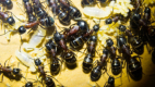 Camponotus ligniperda gerade geschlüpfte Majorarbeiterinnen
