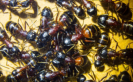 Camponotus ligniperda gerade geschlüpfte Majorarbeiterinnen