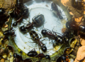 Camponotus ligniperda in der Arena trinkend