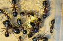 Camponotus ligniperda in der Arena