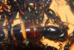 Camponotus ligniperda legefreudige Königin