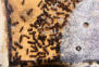 Camponotus ligniperda nach der Winterruhe