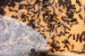 Camponotus ligniperda nach der Winterruhe