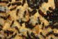 Camponotus ligniperda schlüpfen