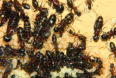Camponotus ligniperda sehr viele Eier