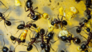 Camponotus ligniperda trinken Zuckerwasser