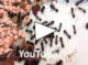 Video Camponous ligniperda futtern Drohnenpuppe