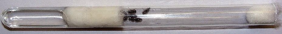 Ameisen im Reagenzglas
